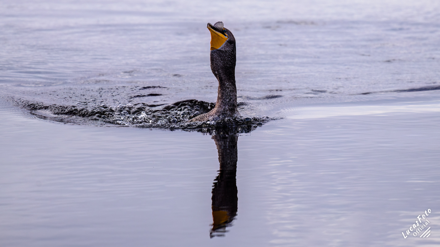 Double-crested Cormorant