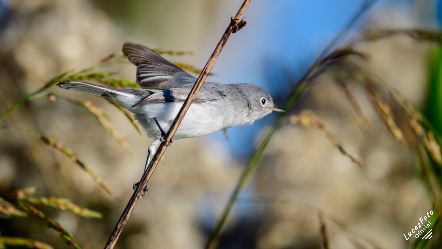 Blue-gray Gnatcatcher