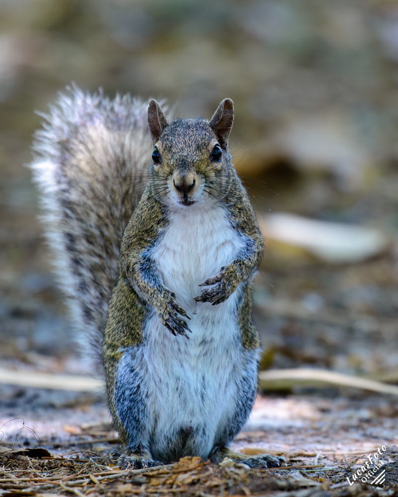 Gray Squirrel