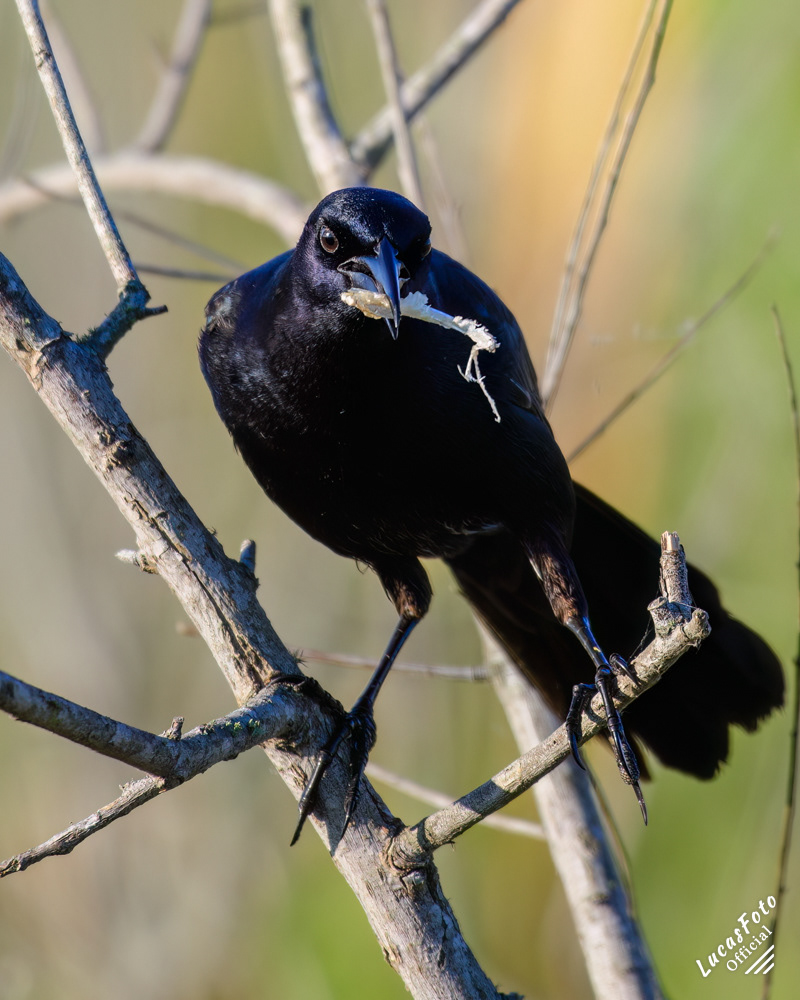 Boat-tailed Grackle