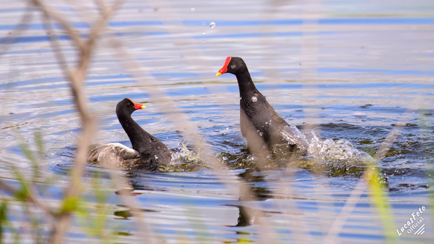 Common Gallinule