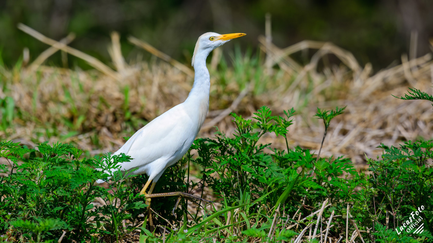 Cattle Egret