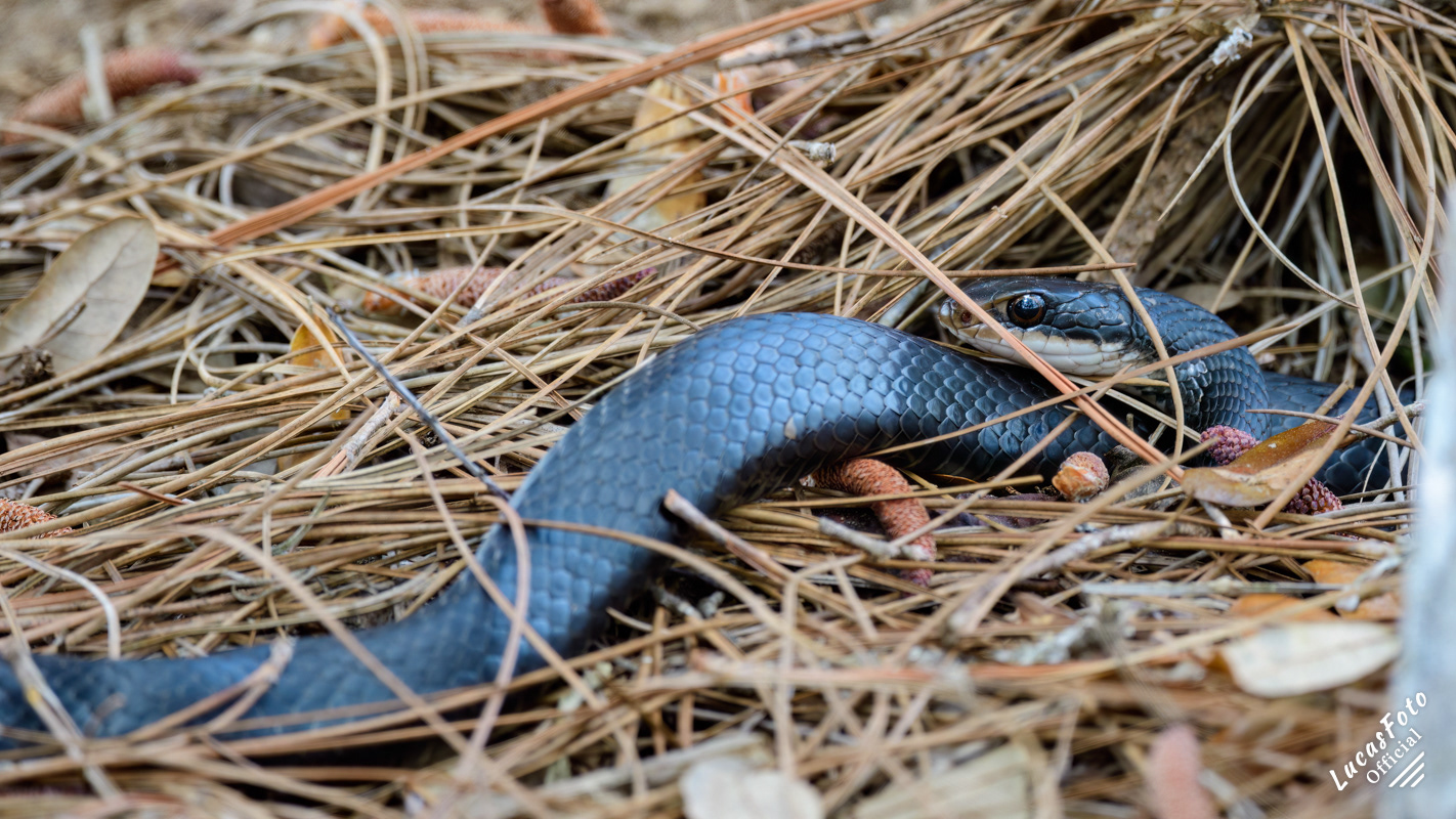 Black Racer
