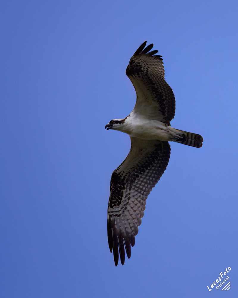 Osprey