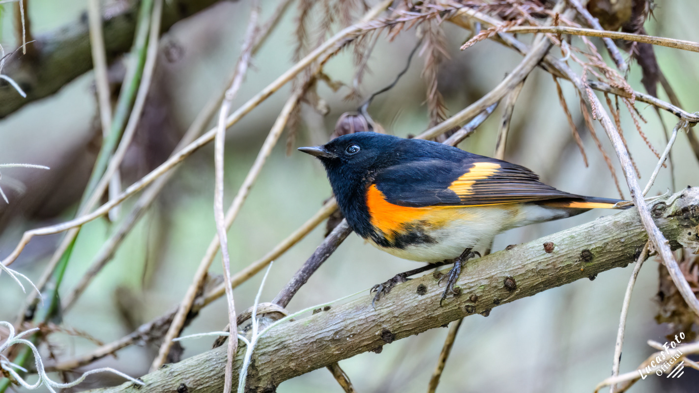 American Redstart