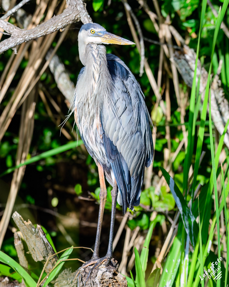 Great Blue Heron