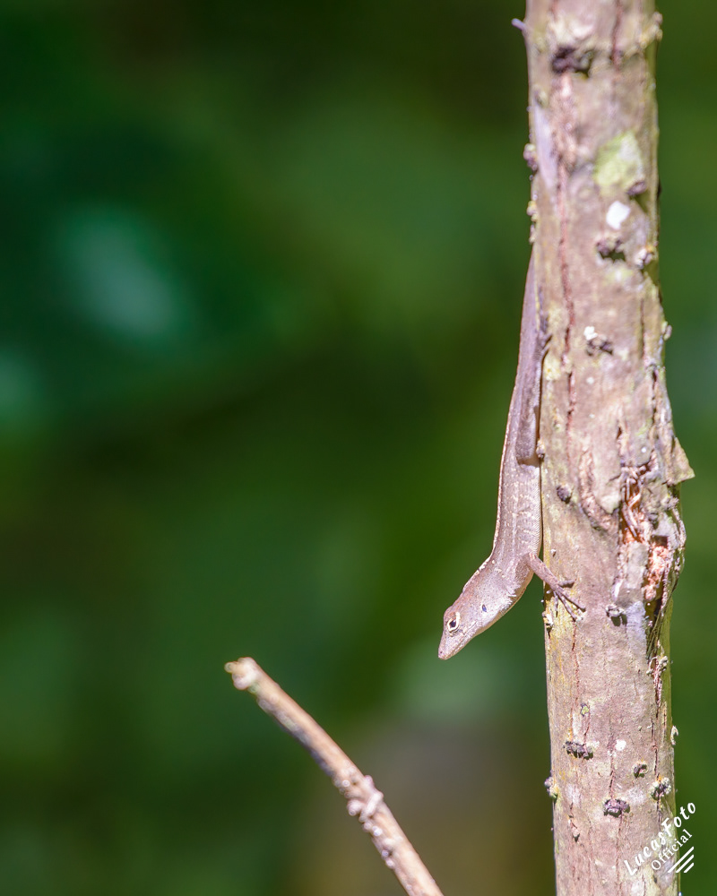 Brown Anole