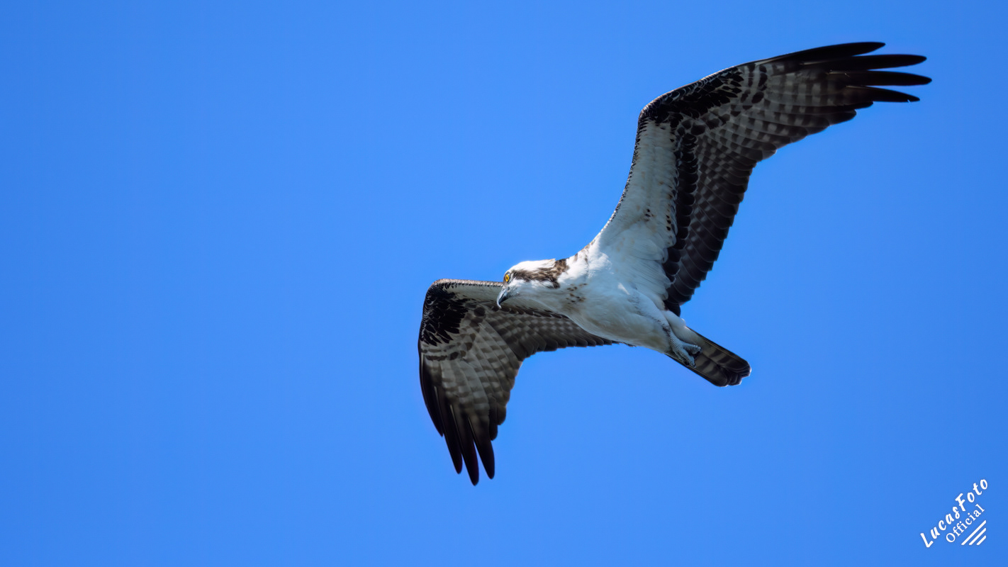 Osprey