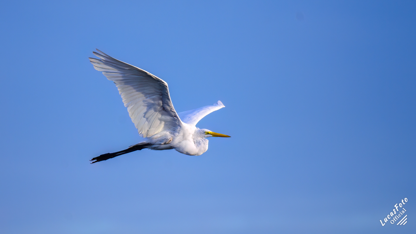 Great Egret