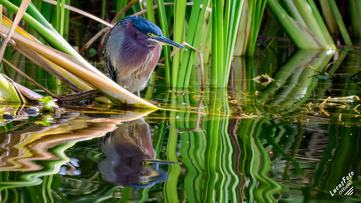 Green Heron