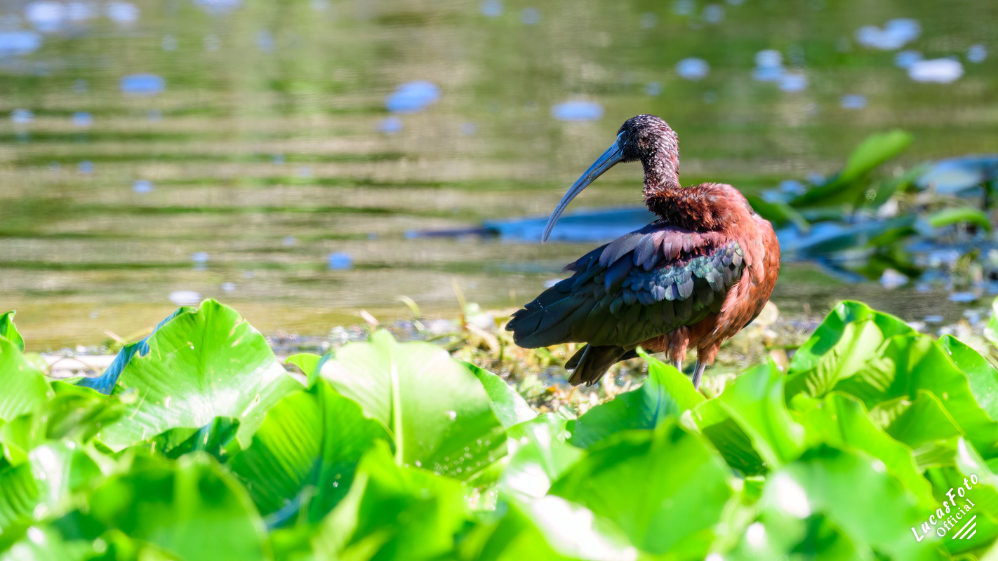 Glossy Ibis
