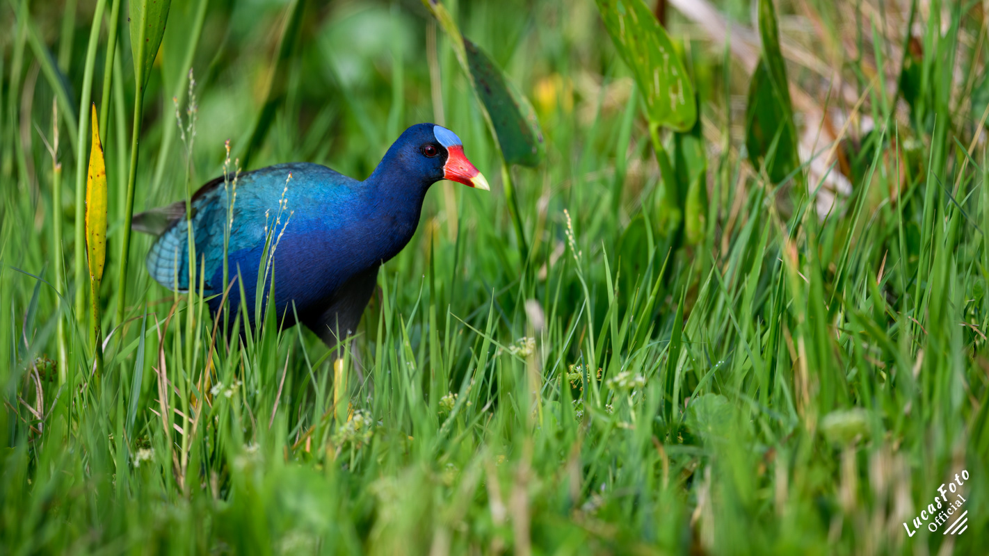 Purple Gallinule