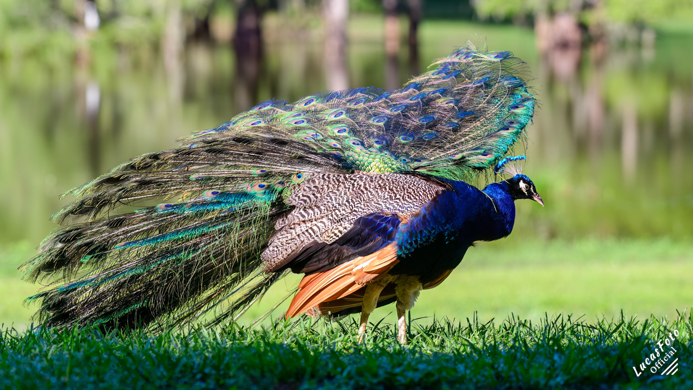 Indian Peafowl