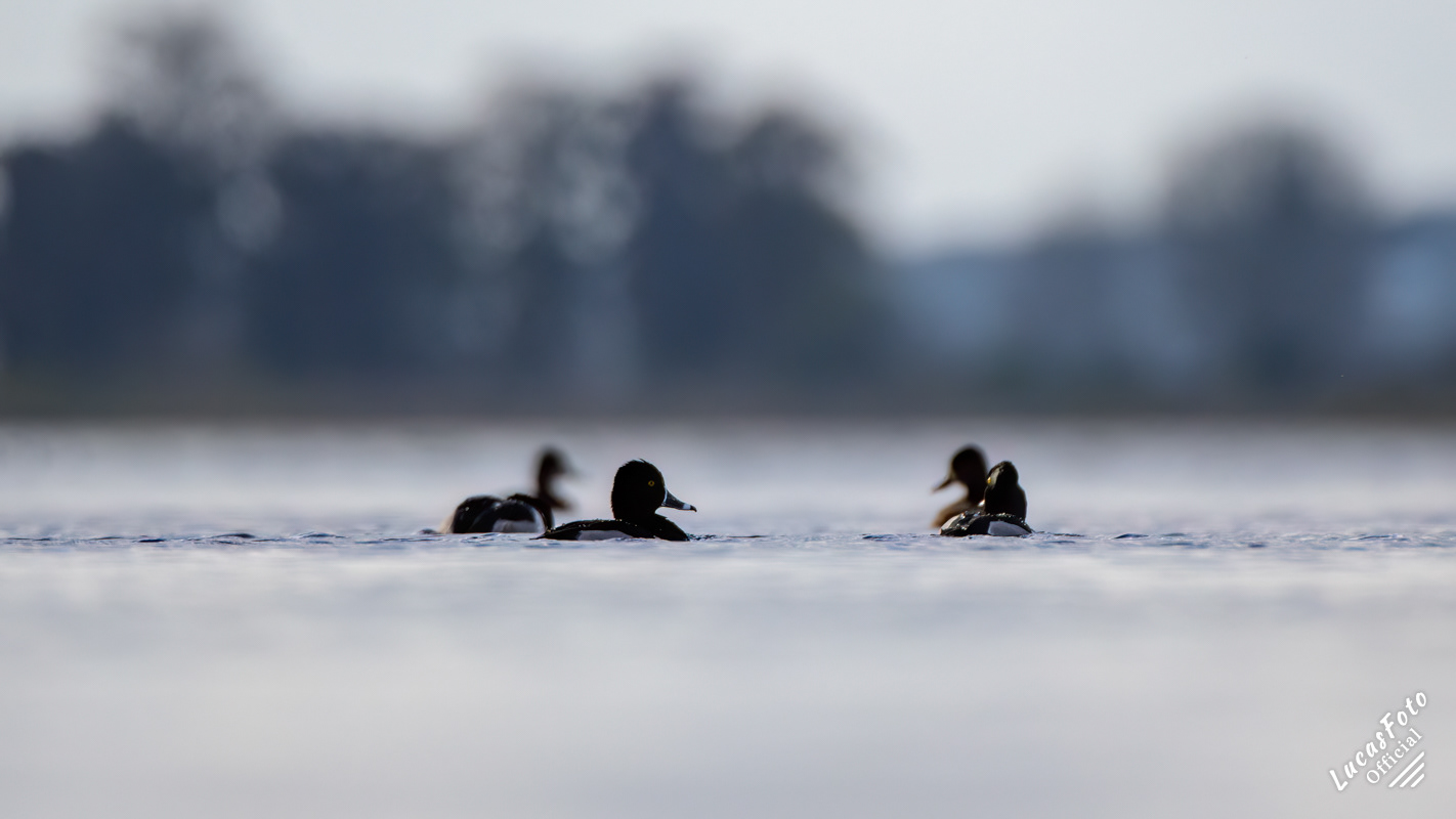 Ring-necked Duck