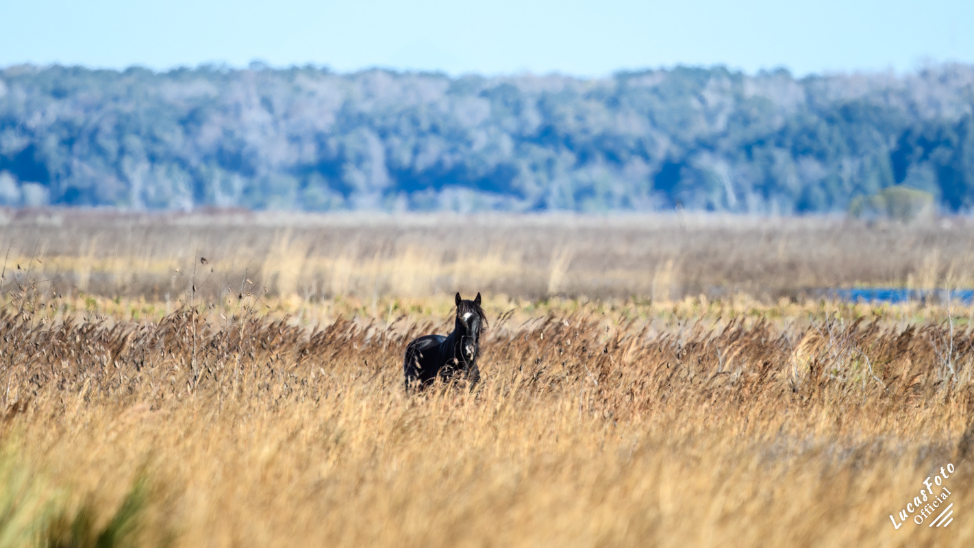 Wild Horse