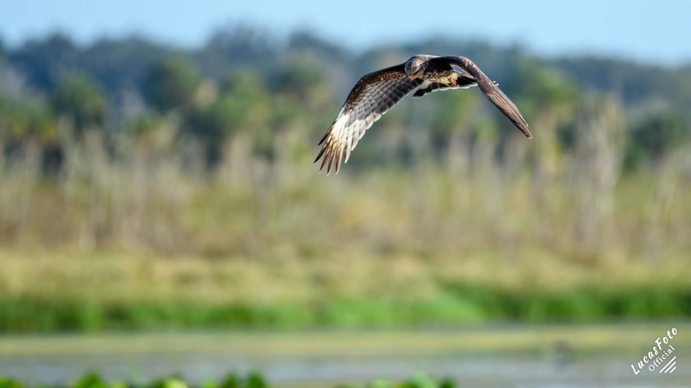 Snail Kite