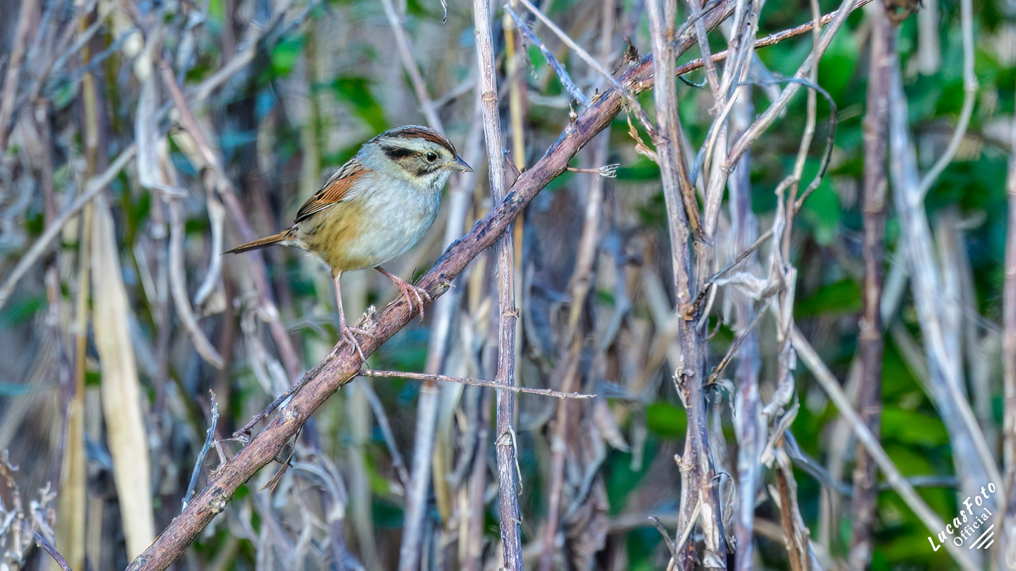 Swamp Sparrow