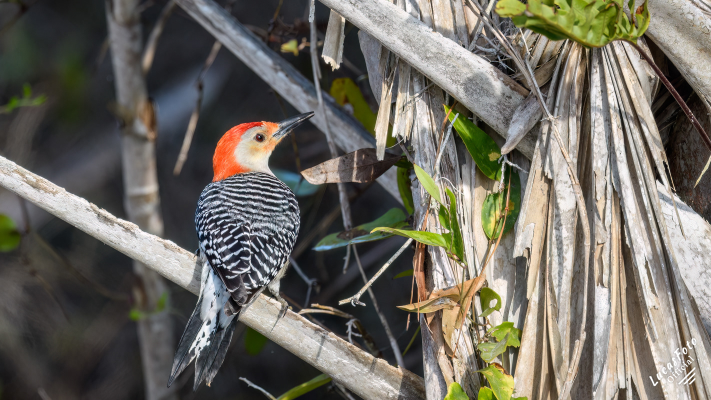 Red-bellied Woodpecker