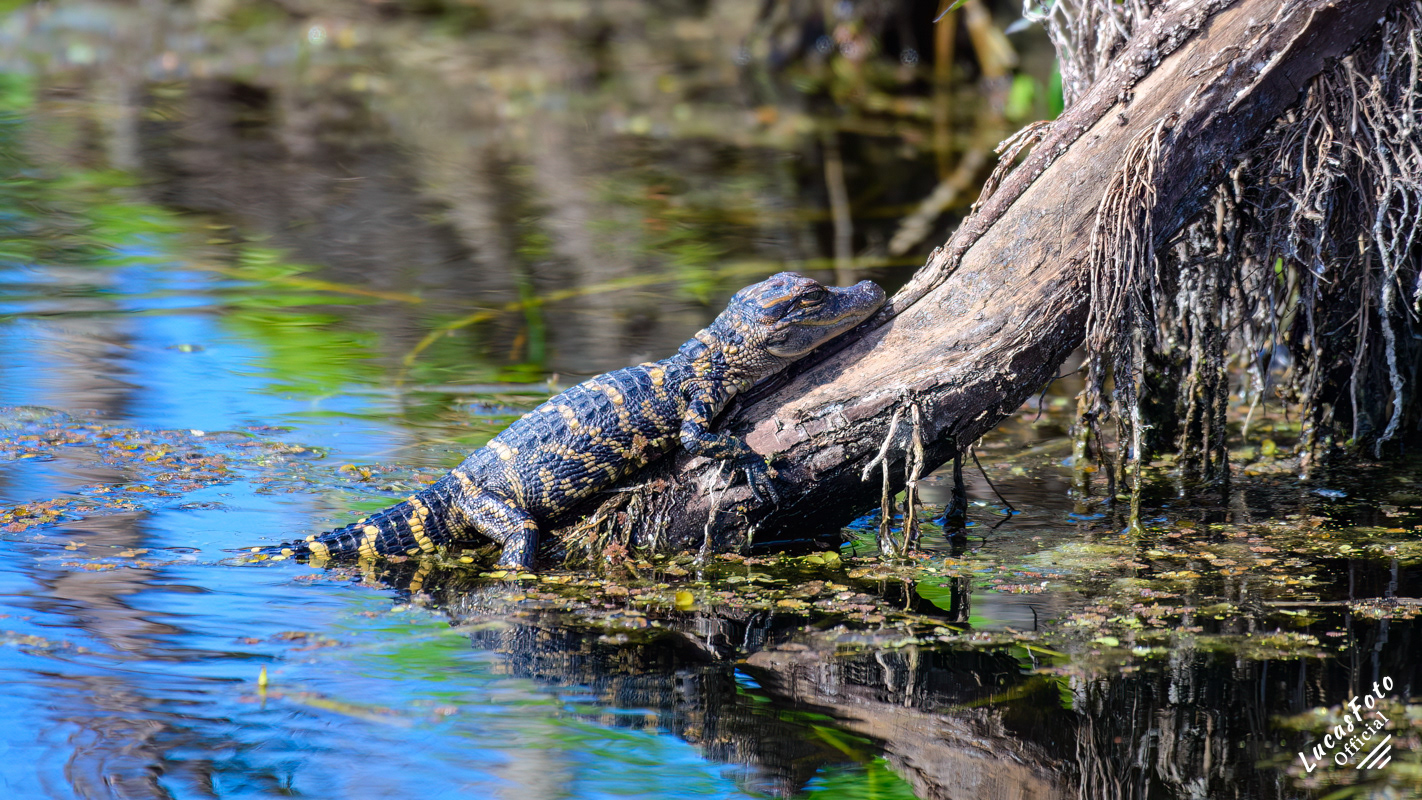 Alligator