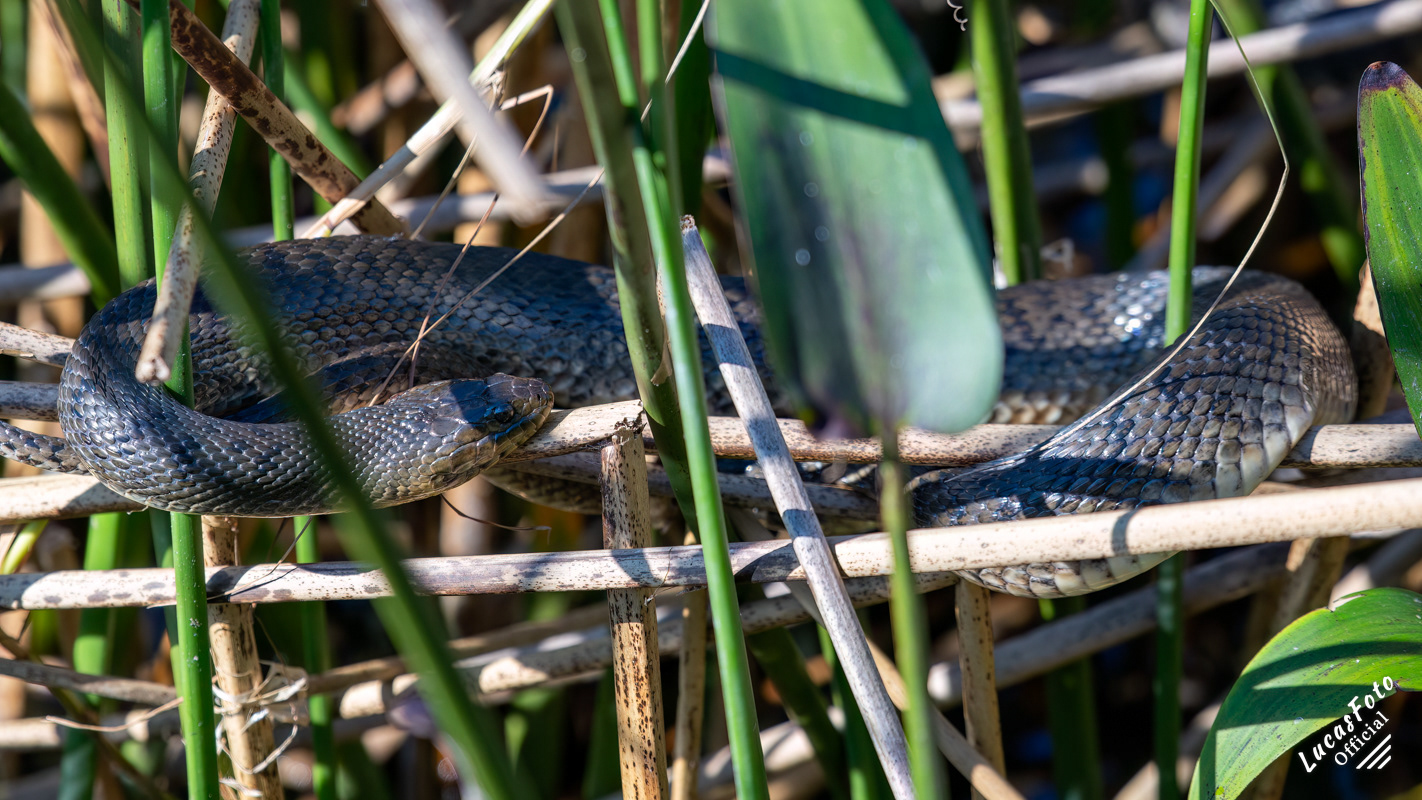 Florida Green Watersnake