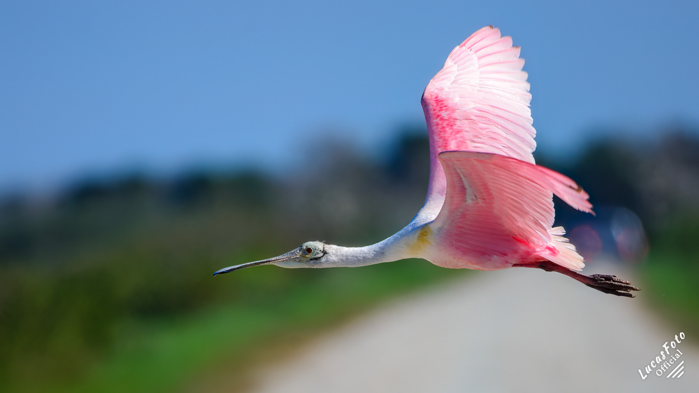Roseate Spoonbill