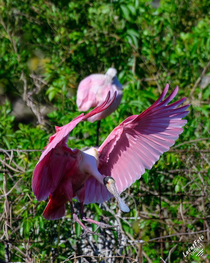 Roseate Spoonbill