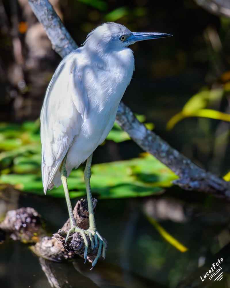 Little Blue Heron
