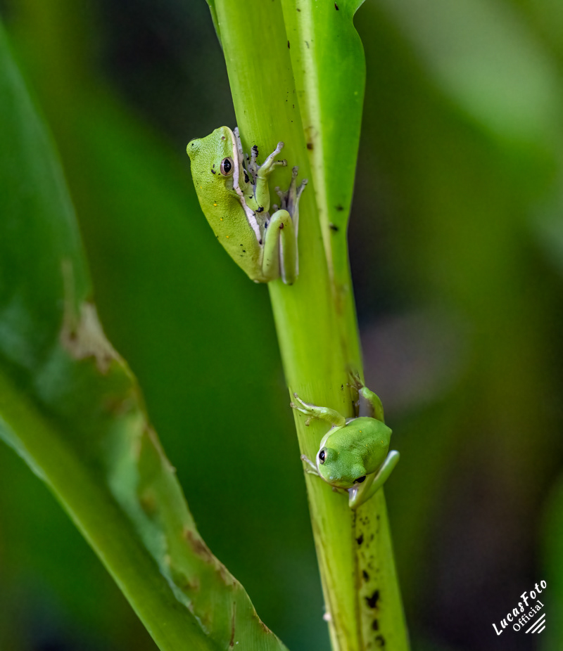 Green Treefrog