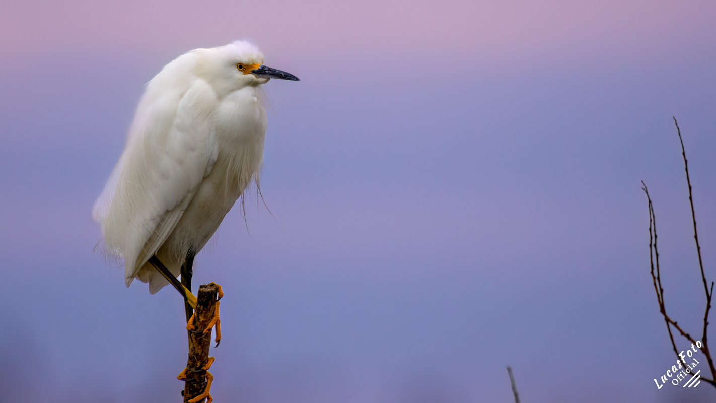 Snowy Egret