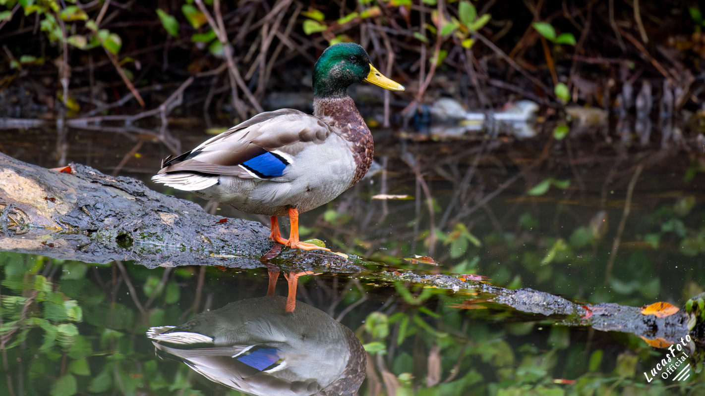 Mallard Duck