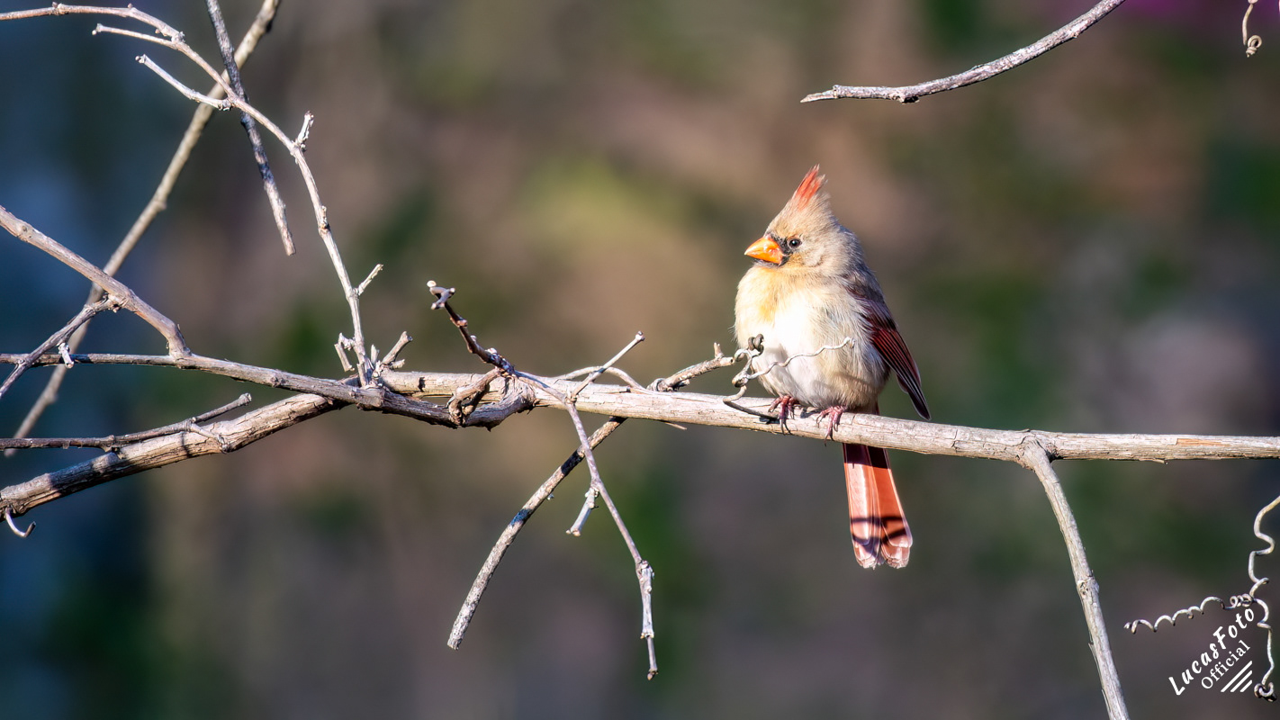 Northern Cardinal