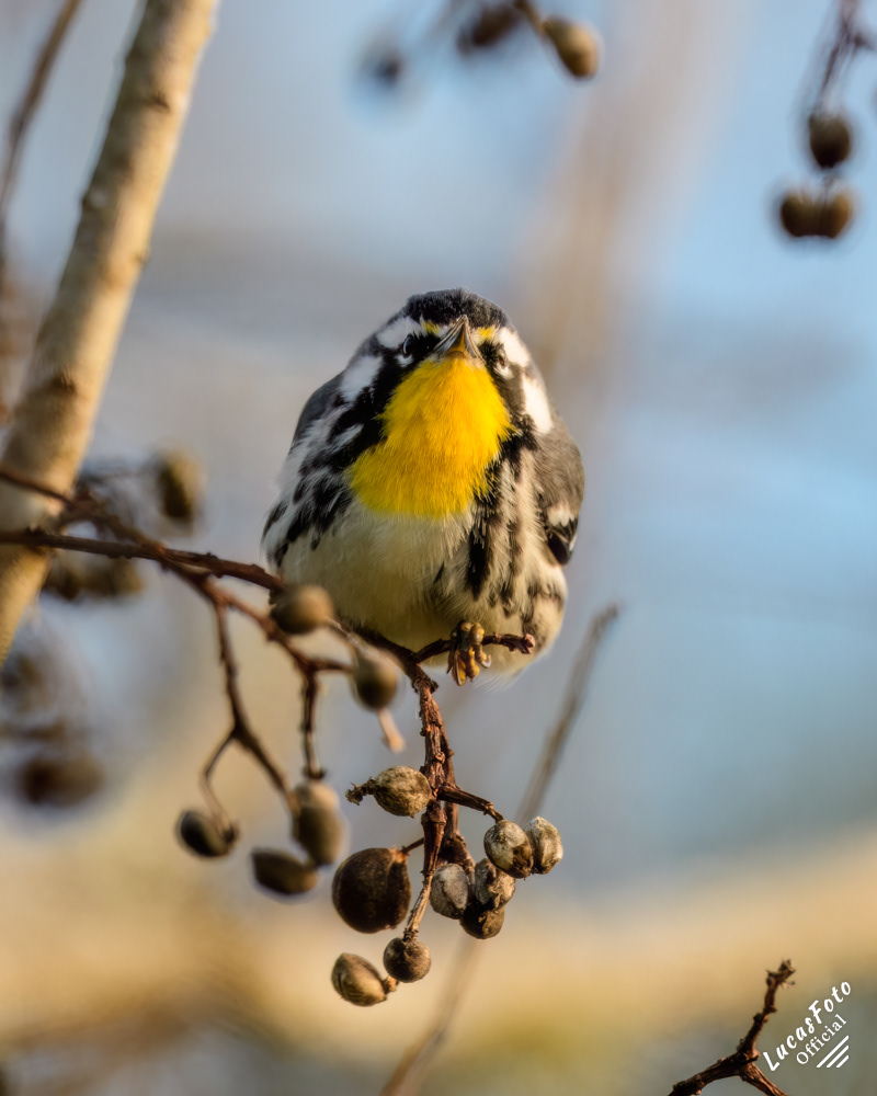 Yellow-throated Warbler