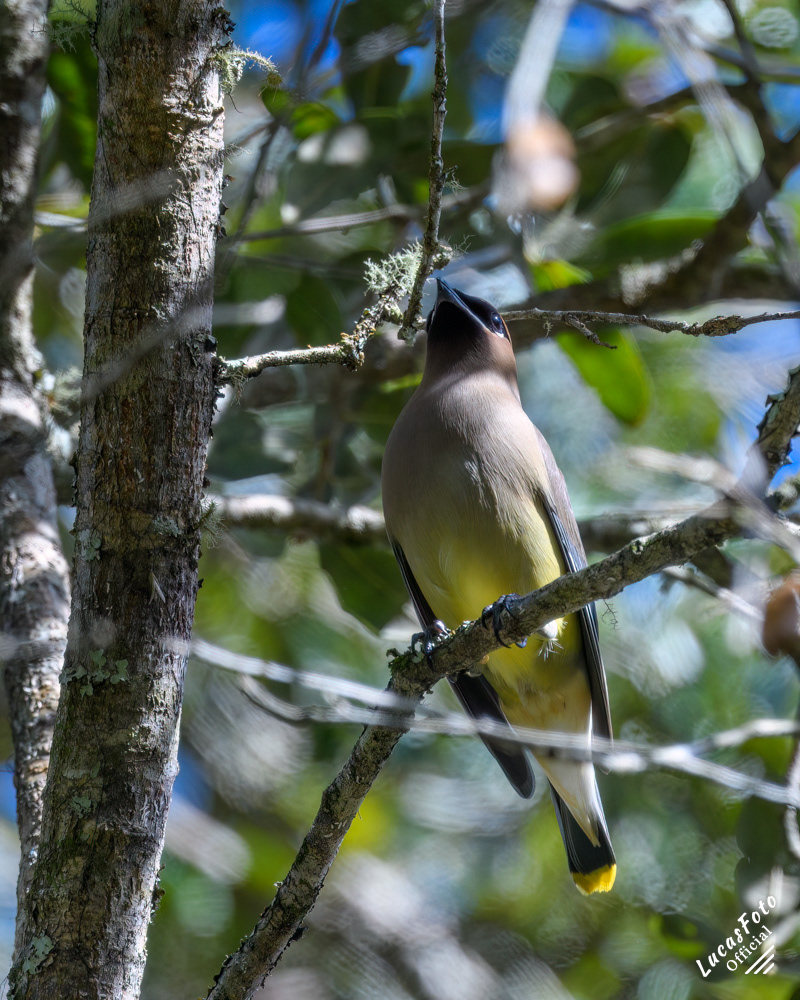 Cedar Waxwing