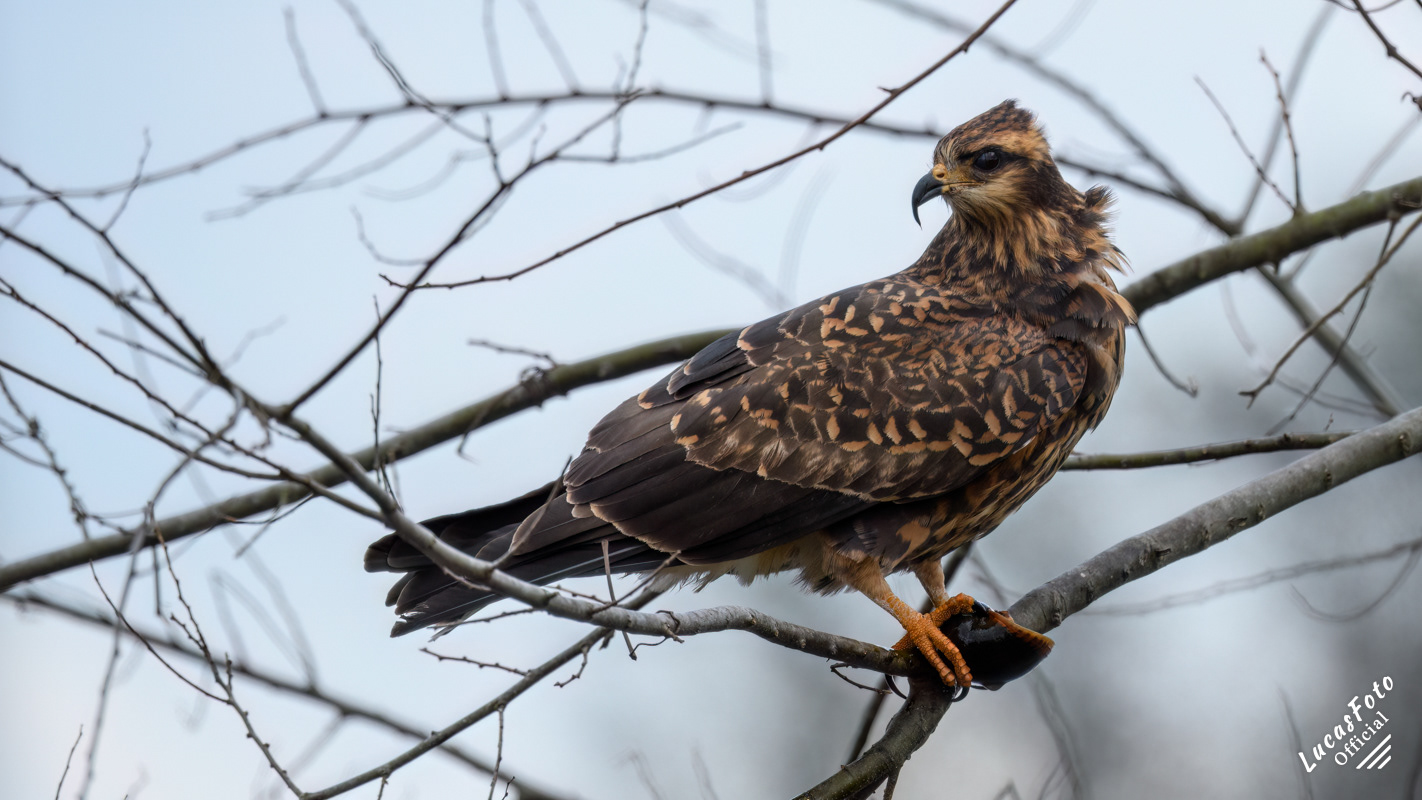 Snail Kite