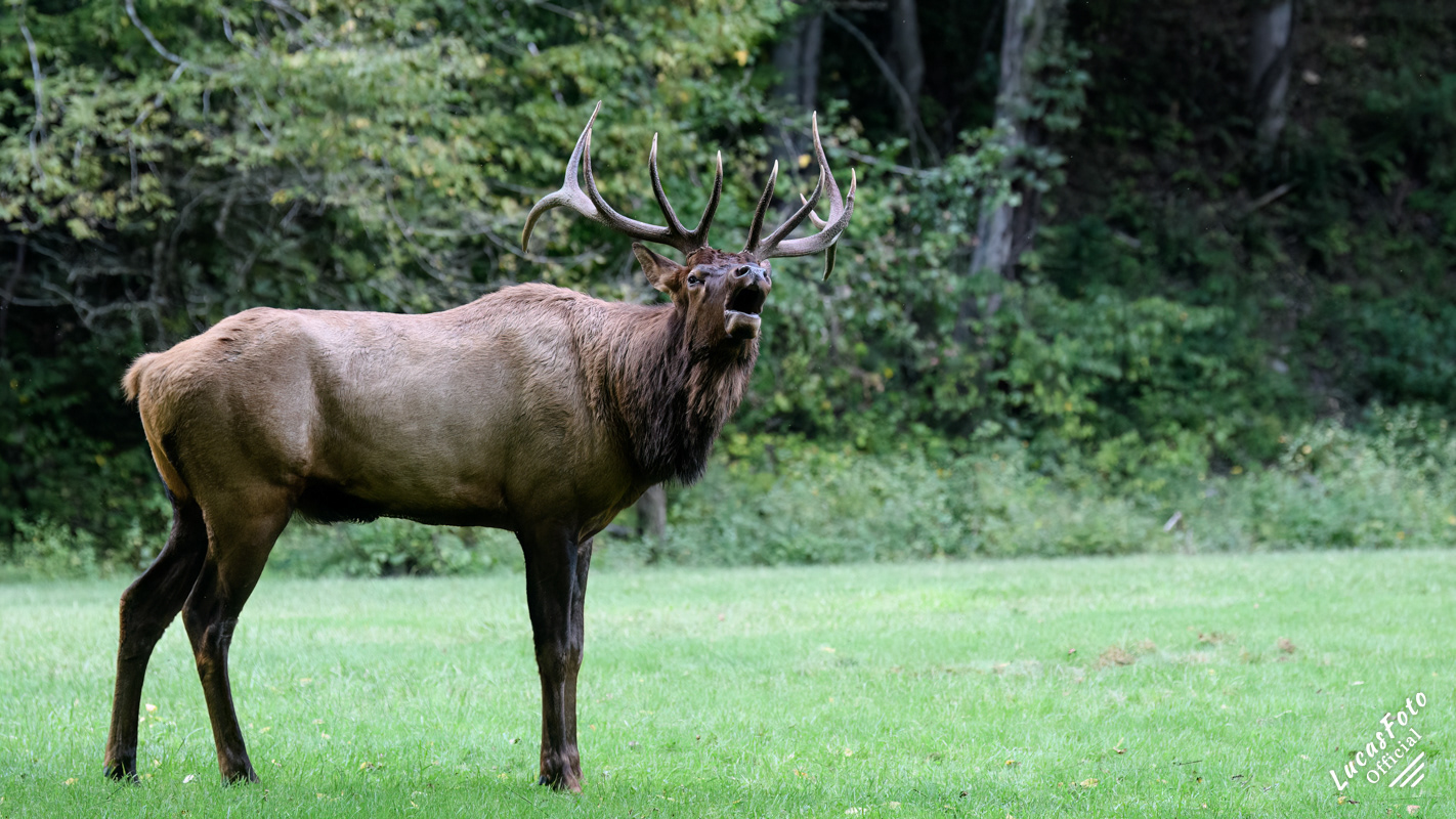 Elk