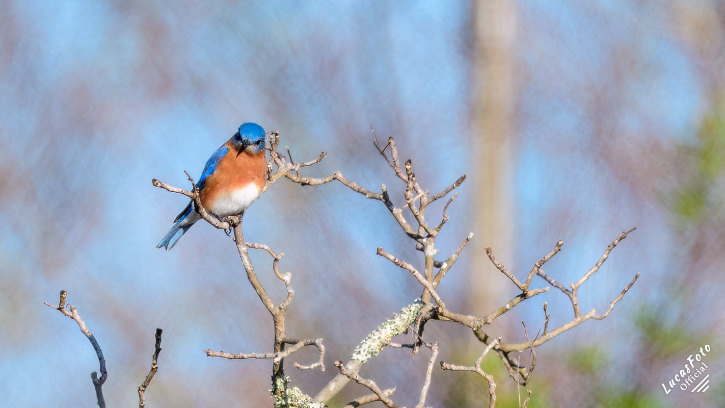 Eastern Bluebird