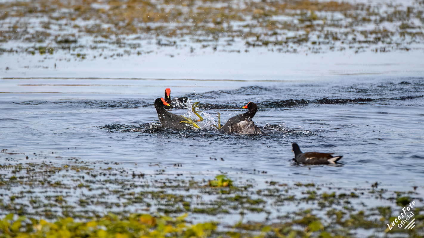 Common Gallinule