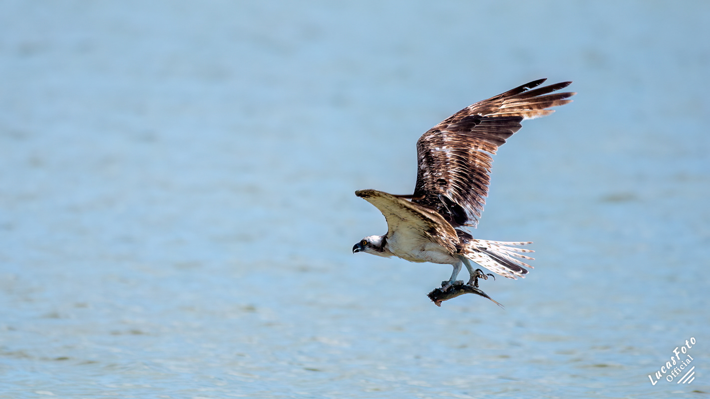 Osprey