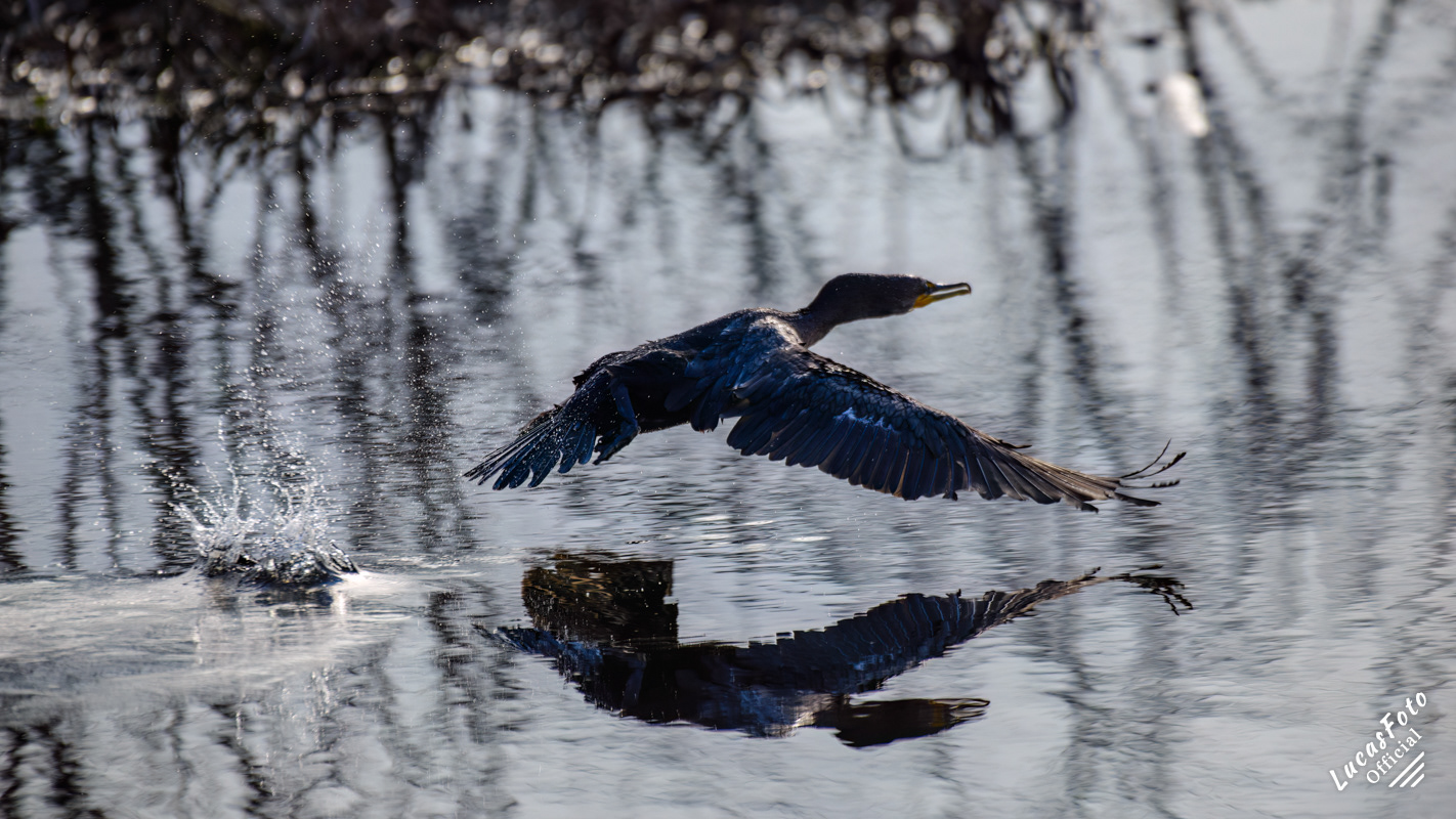 Double-crested Cormorant