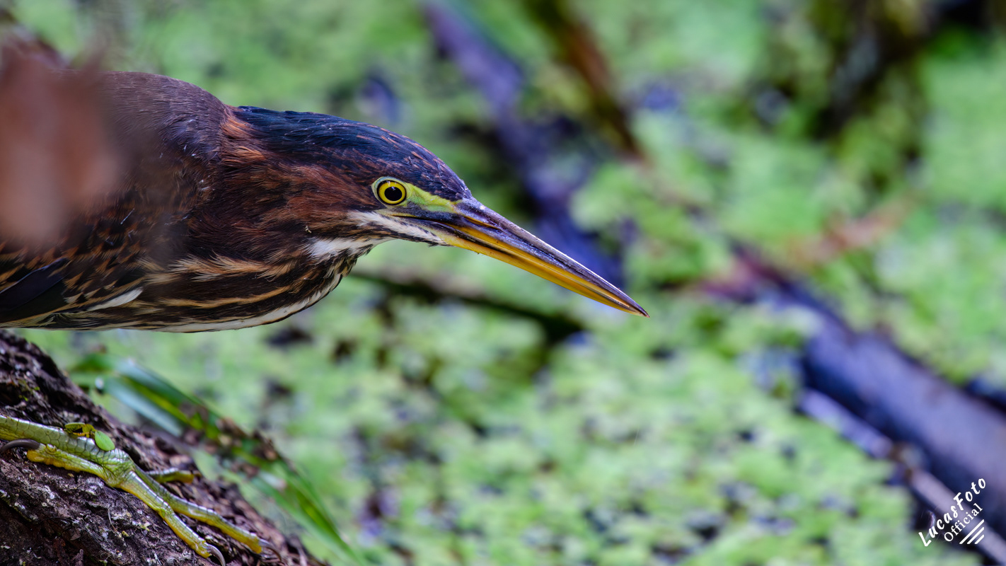 Green Heron