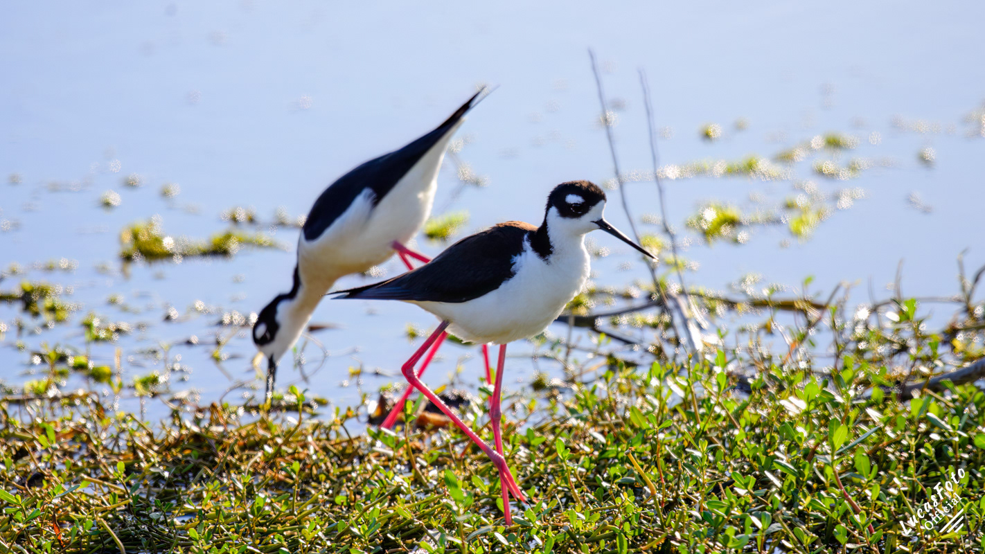 Black-necked Stilt