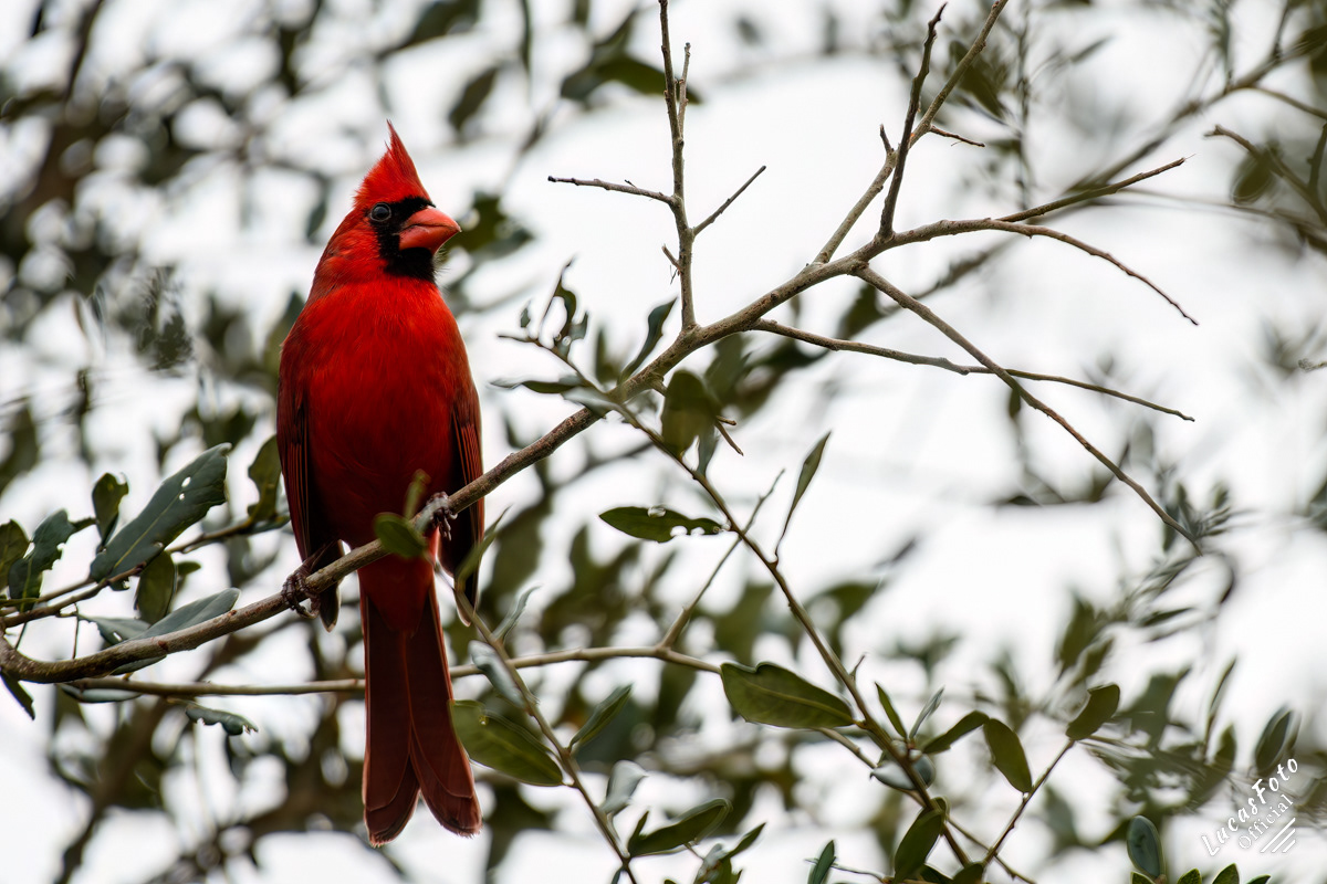 Northern Cardinal