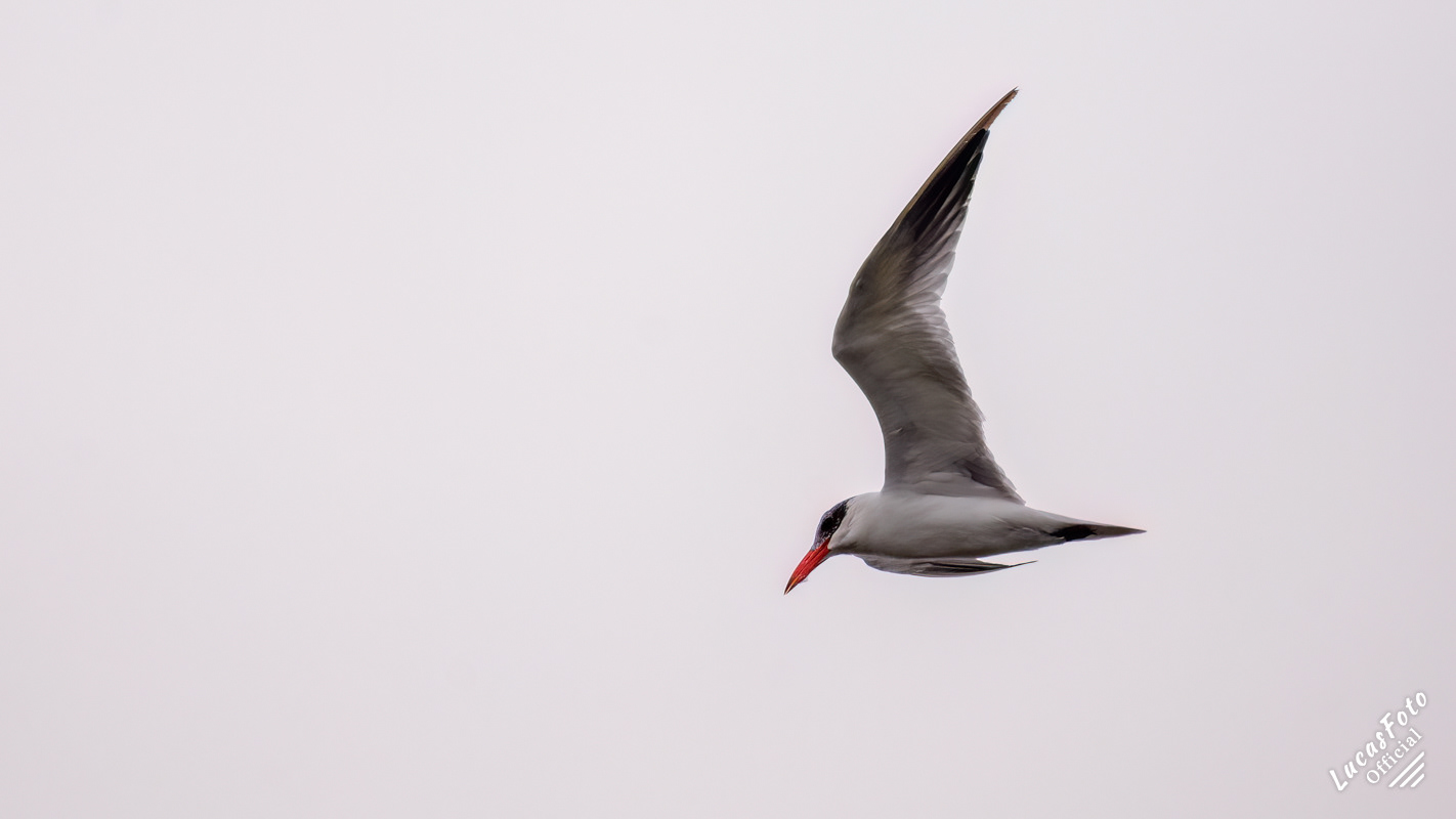 Caspian Tern