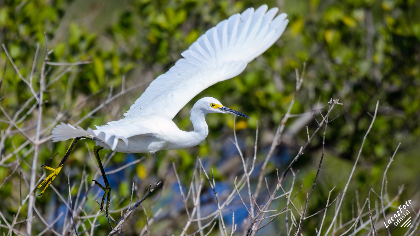Snowy Egret