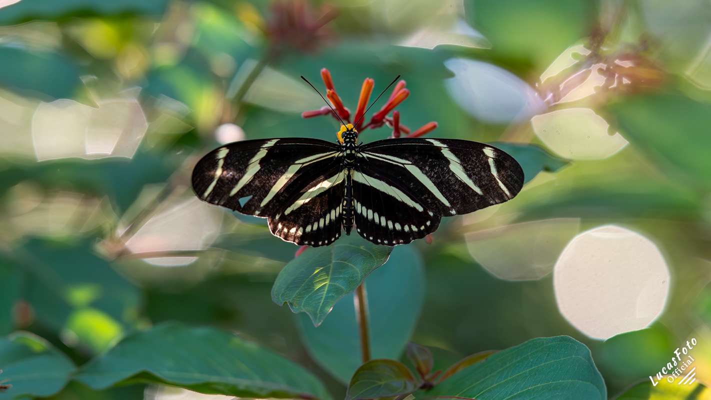Zebra (Longwing)