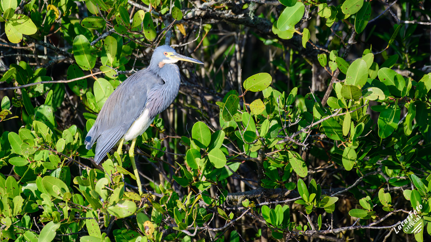 Tricolored Heron