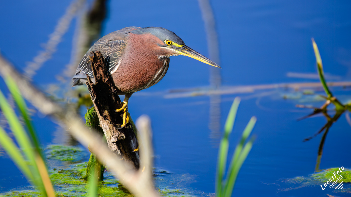 Green Heron