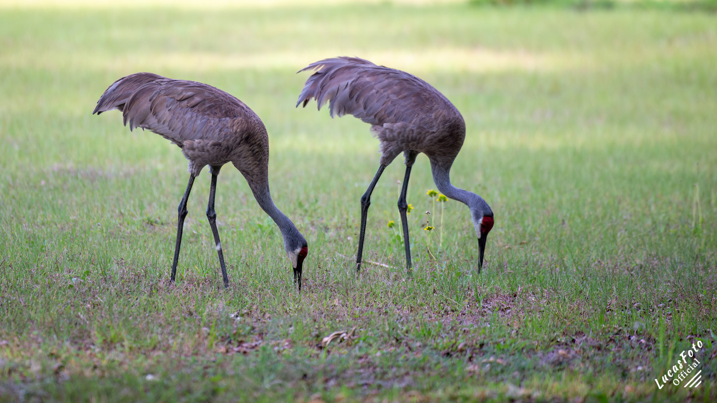 Sandhill Crane