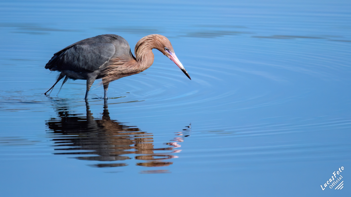 Reddish Egret