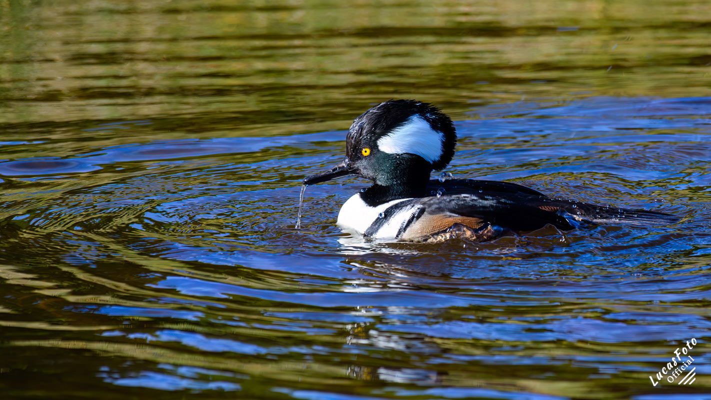 Hooded Merganser